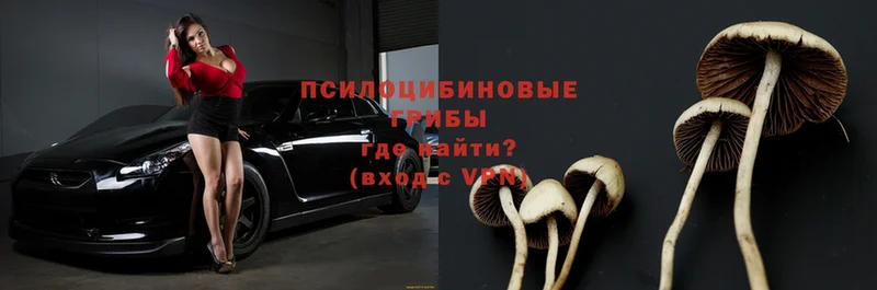 omg зеркало  магазин    Верхняя Пышма  Псилоцибиновые грибы Psilocybe 